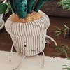 Snake Plant Windowsill Plush